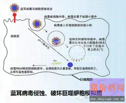 替米考星真能抗蓝耳病毒吗？