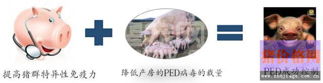 猪流行性腹泻控制的关键在于提高猪群特异性免疫力