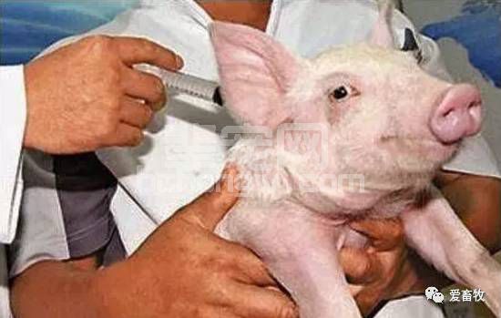 怎样预防猪对疫苗过敏现象的发生