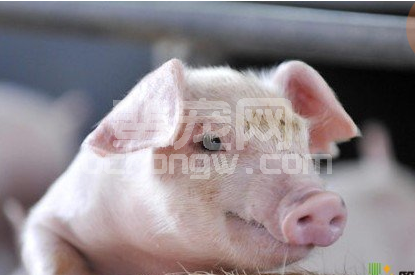 猪传染性关节炎在高温潮湿季节发病率较高，其病因及防治措施？