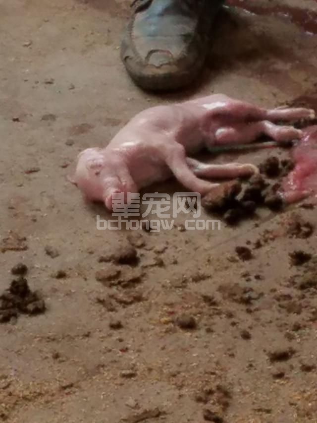 养猪场产死胎真是个大问题，看看你的猪场有以下症状没