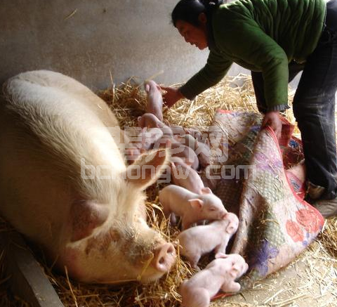 如何缩短母猪产程？养猪专家来支招！