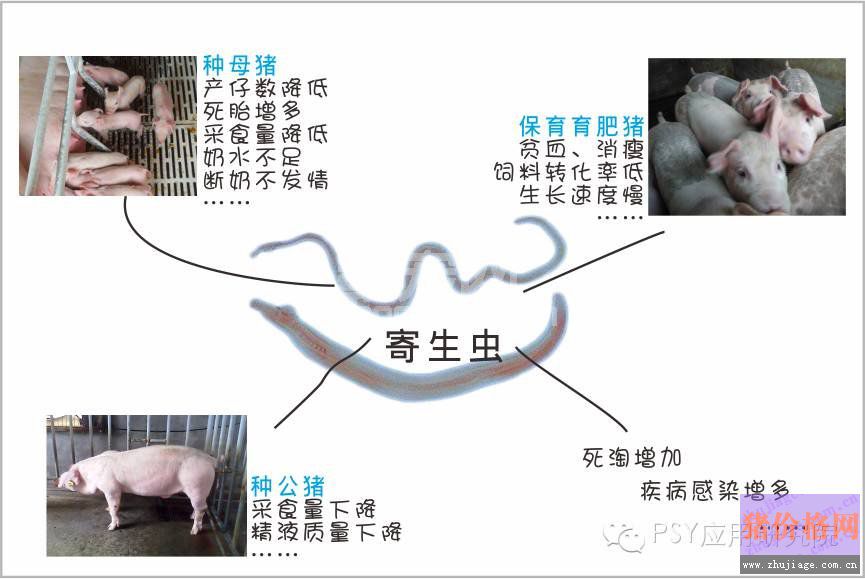 养猪场驱虫的误区以及正确的驱虫模式