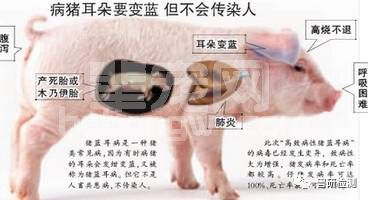猪繁殖与呼吸障碍综合症的症状及防治措施