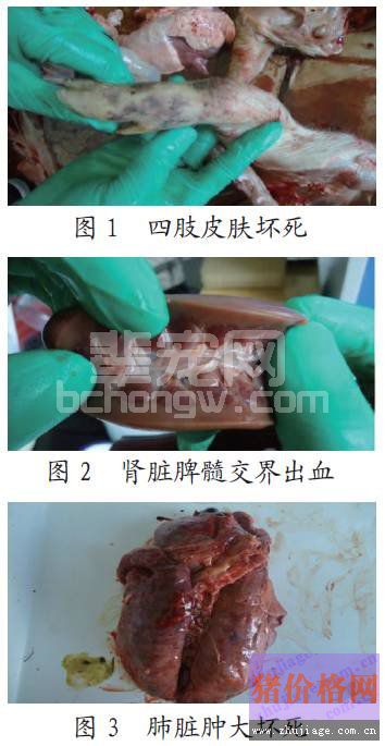 猪圆环病毒和大肠杆菌混合感染的诊断