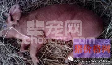 养猪场三大细菌性疾病的防治措施