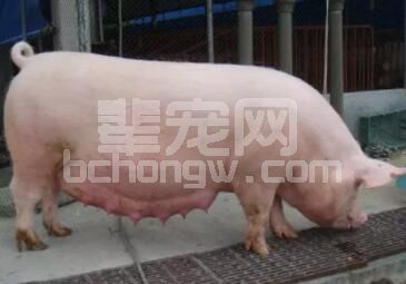 公布一套养猪龙头内部母猪饲养方案，总共23项，每一项都是精华！