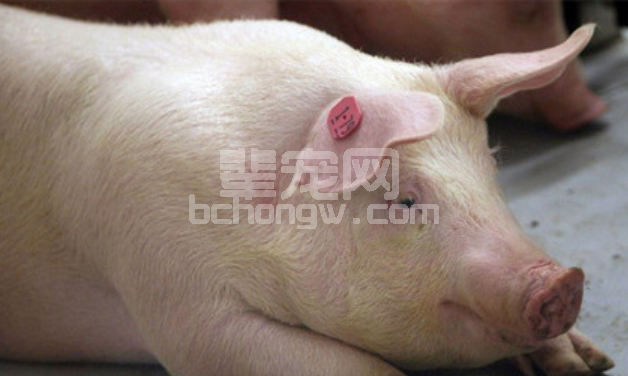 养猪生产中如何维护好猪的胃肠道健康?