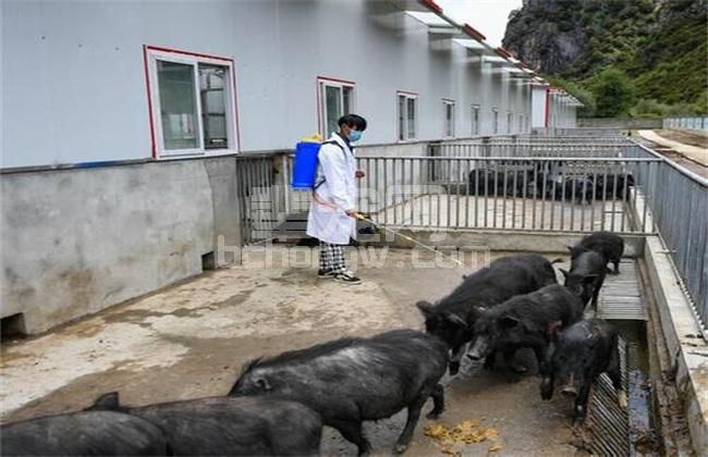 【猪场建设】水泥地面养猪弊端的解决方案