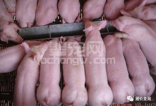 保育猪管理五要点：“净、挑、差、散、气”