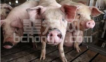 叶酸在繁殖母猪中的作用—初生仔猪活力的关键