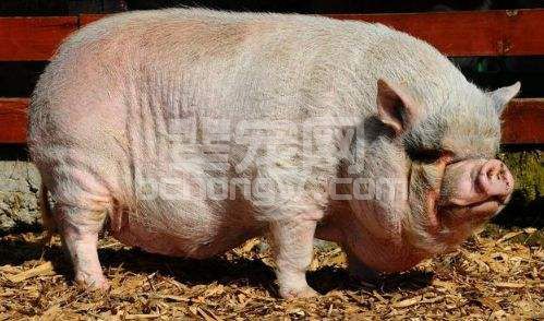 扩大养猪场最大利益，淘汰母猪的15条原则！