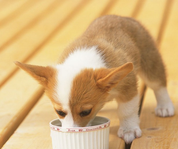 狗狗在吃食方面应有所训练