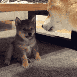 壁纸 动物 狗 狗狗 253_253 gif 动态图 动图