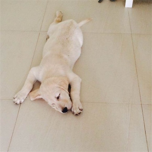 拉布拉多O型腿怎么办