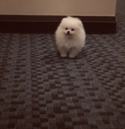 壁纸 动物 狗 狗狗 250_257 gif 动态图 动图