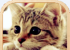 3D猫咪养成logo图