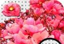 玉兰花像素艺术logo图