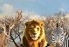 非洲丛林狩猎logo图