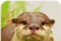 水獭模拟经营logo图
