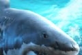 深海捕猎者logo图