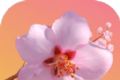 桃花开开logo图