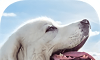 塔特拉牧羊犬模拟器logo图