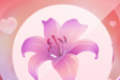 野花谷相机logo图