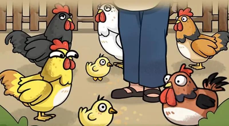 养鸡日记
