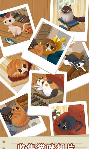 猫猫慵懒的日常