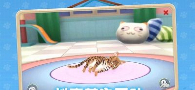 养了个猫