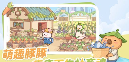 慢豚豚的生活