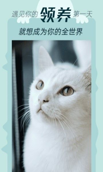 我要猫