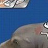 海豚岛