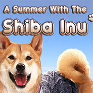 与柴犬共度夏天