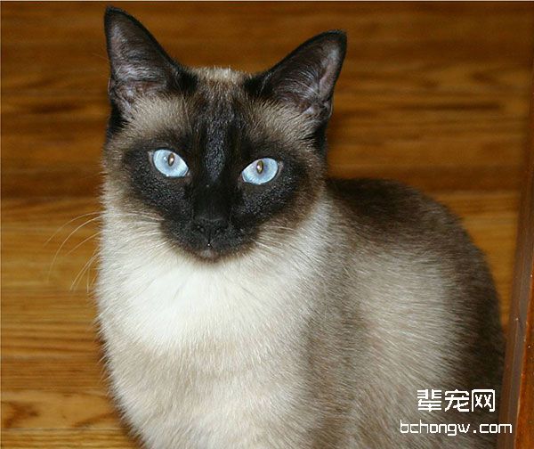 暹罗猫