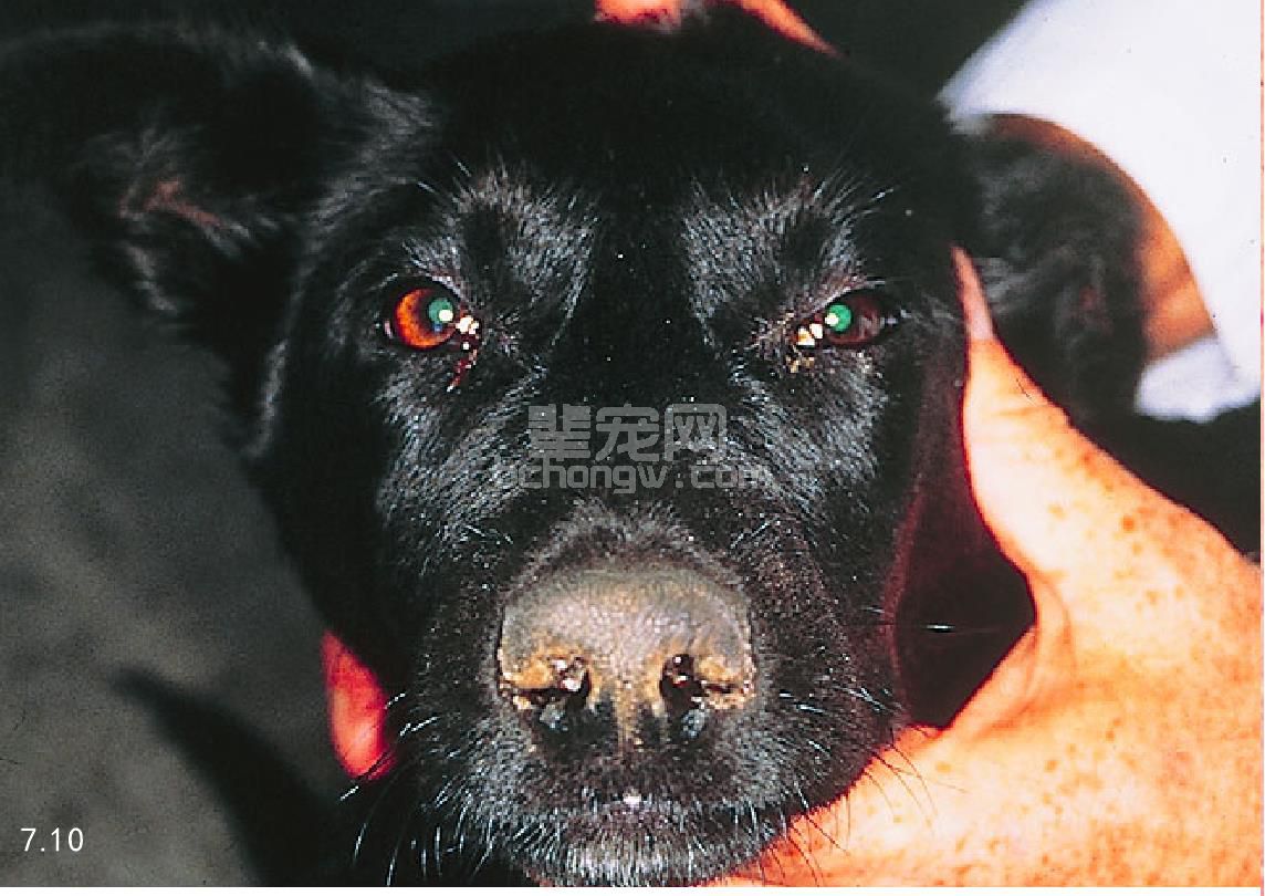犬瘟热（CD）