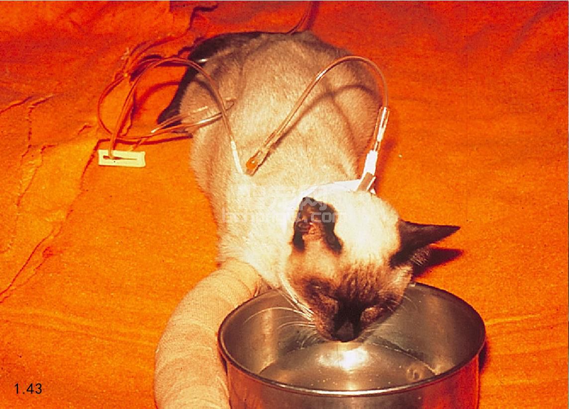 猫泛白细胞减少症