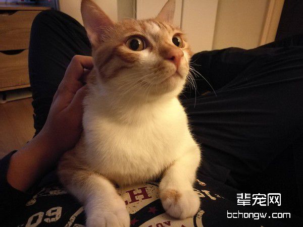 小胖猫在抽屉躲猫猫？真相让主人忍不住