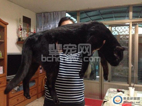 19年黑猫长成