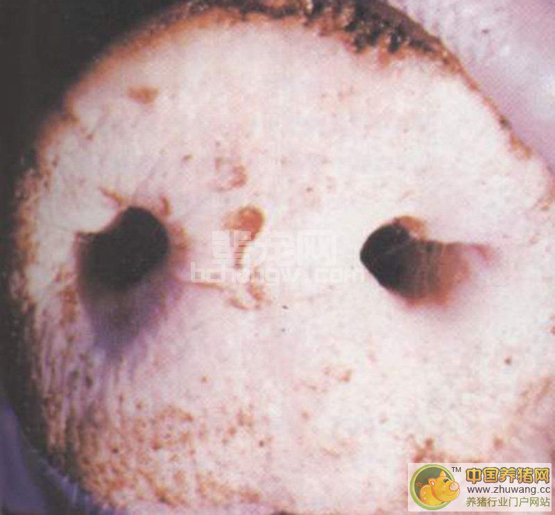 猪水疱病--- （症状图谱）