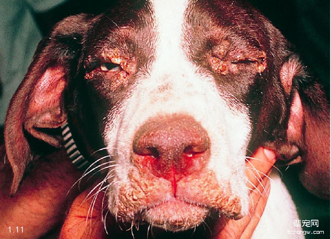 犬瘟热病毒感染