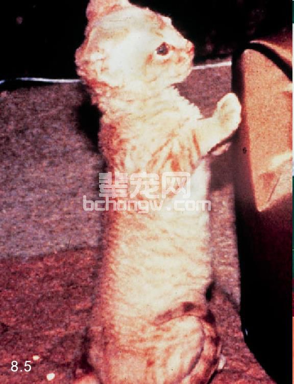 德文郡雷克斯猫的肌病