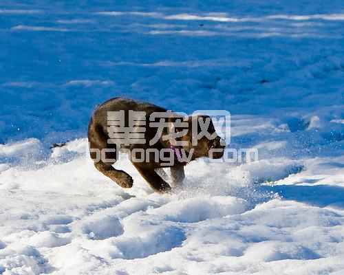 拉布拉多猎犬肌病