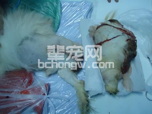 猫的骨旁骨肉瘤