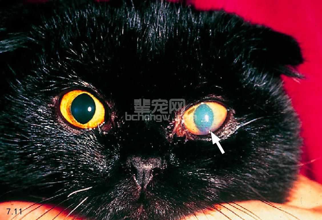 猫传染性腹膜炎（FIP）