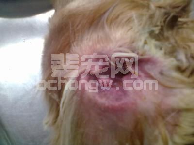 犬老年性前庭综合征