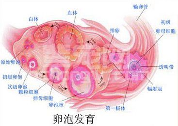 雌猫的排卵障碍