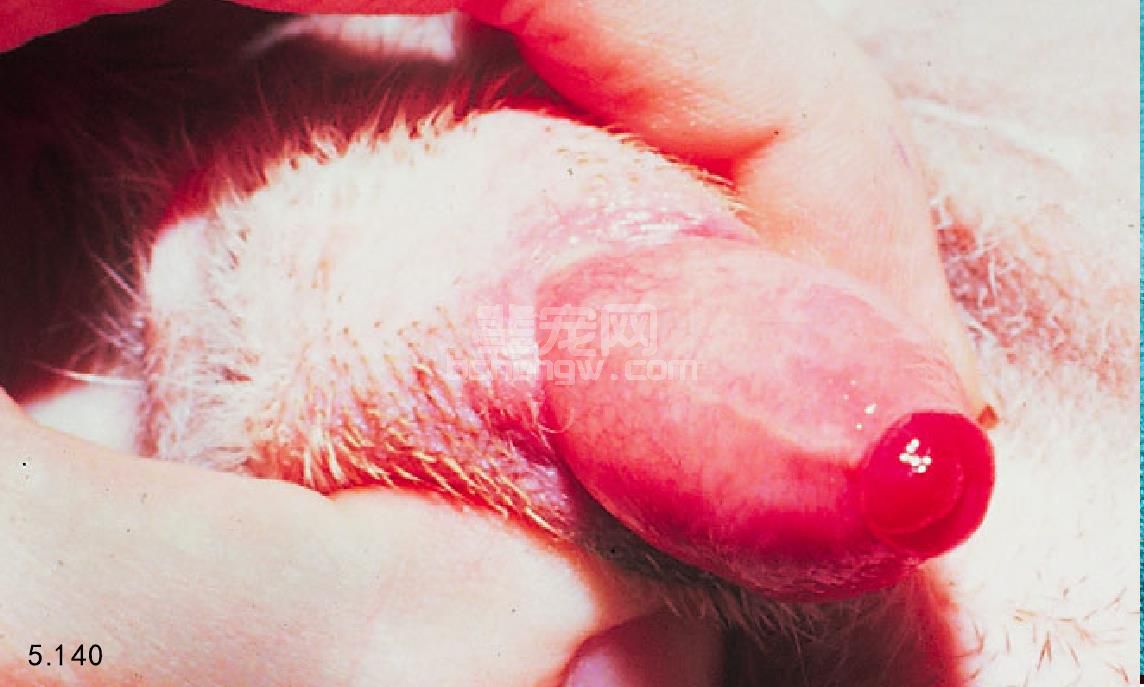 犬的尿道外翻和脱出