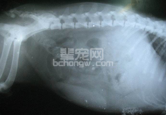 单核细胞埃利希氏体病